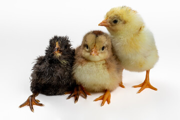 Brother and Sisters - Adorable Yellow Easter Chicks on White Background