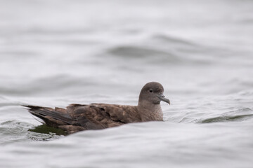 Sooty shearwater resting in ocean