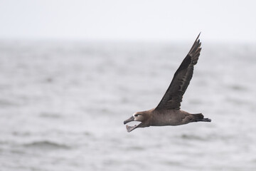 Black-footed albatross flying