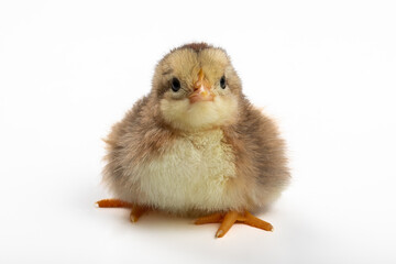 Starring Contest - Young Yellow Easter Chick - Adorable Farm Animal Portrait