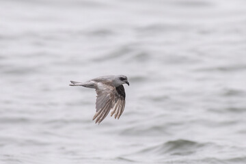Fork-tailed storm-petrel flying