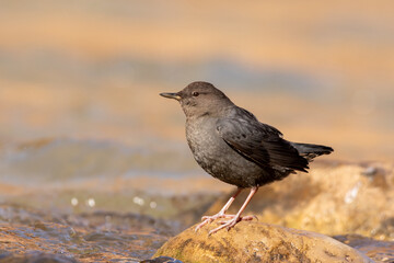American dipper