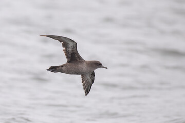 Sooty shearwater flying