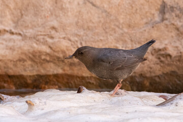 American dipper