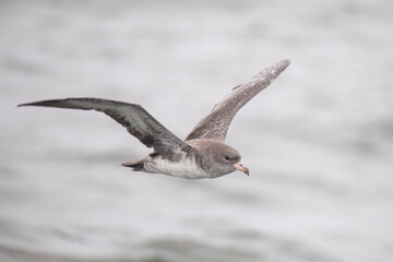 Pink-footed shearwater flying