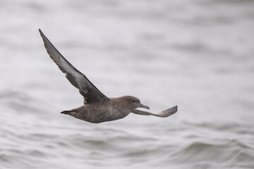 Sooty shearwater flying