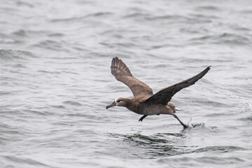 Black-footed albatross flying