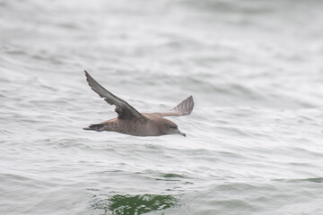 Sooty shearwater flying