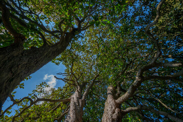 Fototapeta na wymiar big old trees - view from below into the treetops
