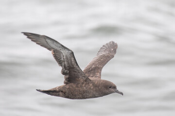 Sooty shearwater flying
