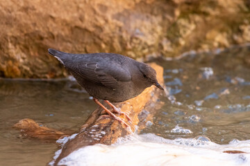 American dipper