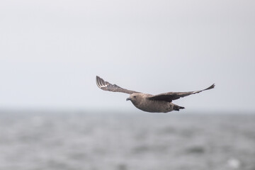 South polar skua flying