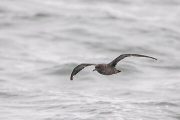 Sooty shearwater flying