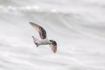 Fork-tailed storm-petrel flying