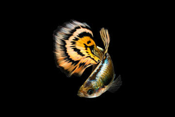 Multi color Beautiful Guppy Isolated on Black Background