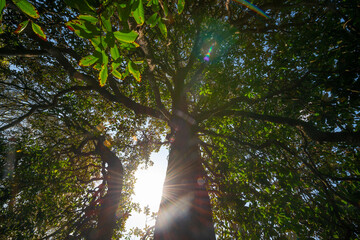 big old trees - view from below into the treetops