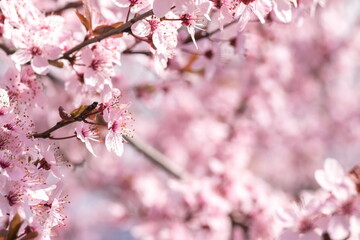 Blooming delicate pink flowers in early spring Blut-Pflaume. Pru