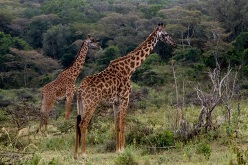 Giraffe in Arusha National Park, Tanzania