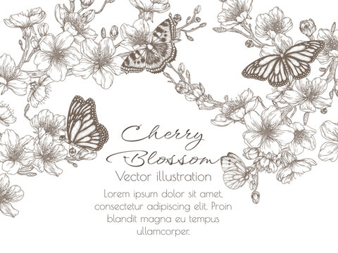 Vector illustration of blossoming cherry branches and butterflies in engraving style