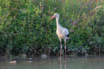 The white stork (Ciconia ciconia) on the riverbank in Italy.