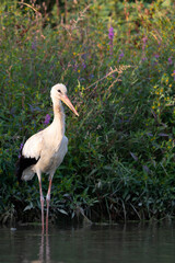 The white stork (Ciconia ciconia) on the riverbank in Italy.