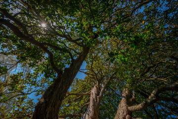 big old trees - view from below into the treetops