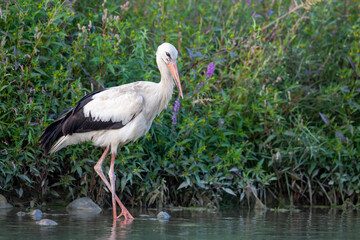 The white stork (Ciconia ciconia) on the riverbank in Italy.