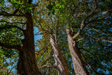 big old trees - view from below into the treetops