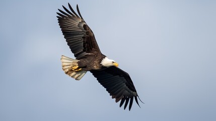 Obraz premium Majestic Bald Eagle Soaring in the Sky