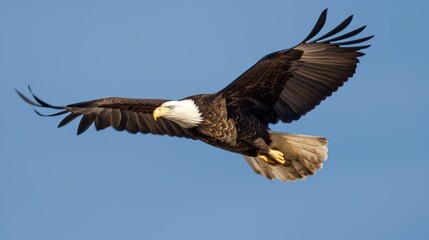 Fototapeta premium Majestic Bald Eagle Soaring in the Sky