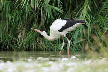 The white stork (Ciconia ciconia) on the riverbank in Italy.