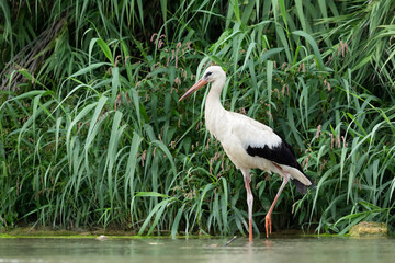 The white stork (Ciconia ciconia) on the riverbank in Italy.