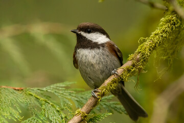 Chestnut-backed chickadee on perch