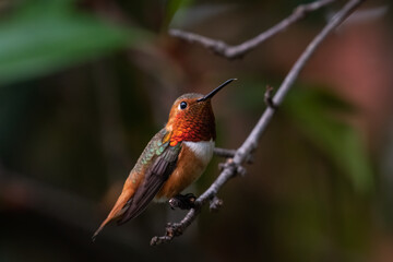 Rufous hummingbird on perch