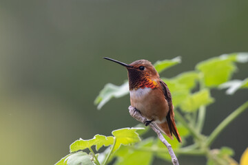 Rufous hummingbird on perch © Griffin