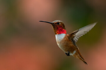 Fototapeta na wymiar Rufous hummingbird flying