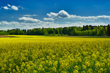 Fototapeta premium Ein Rapsfeld in voller Blüte mit einem sattgrünem Wald im Hintergrund und einem Himmel, voll mit Schönwetterwolken sorgen für ein klassisches Frühlingsbild.