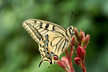 Ein Schwalbenschwanz (Falter, Schmetterling) sucht auf einer Pflanze nach Nektar.