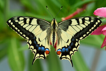 Naklejka premium Ein Schwalbenschwanz (Schmetterling/Falter) ruht in fast perfekter Symmetrie auf einer Pflanze.