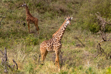 Giraffe in Arusha National Park, Tanzania