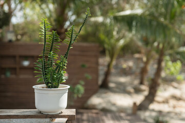 small tree on white flower pot at wood wall. plant decoration