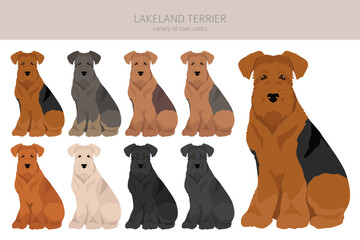 Lakeland terrier clipart. Different poses, coat colors set