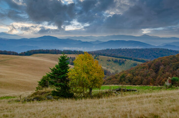 Lonely tree on high alpine pasture in Carpathian mountains