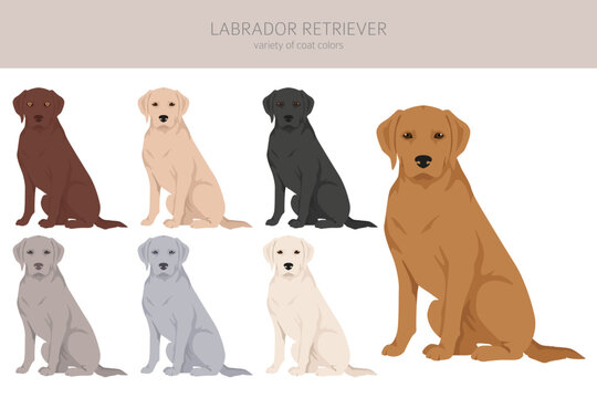 Labrador retriever dogs in different poses and coat colors clipart