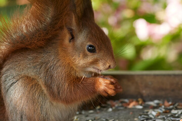 European red squirrel eating