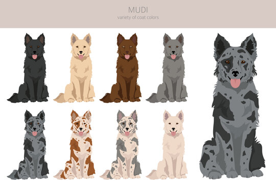 Mudi clipart. Different poses, coat colors set