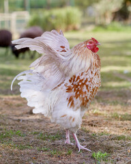 Young white rooster spreads its wings