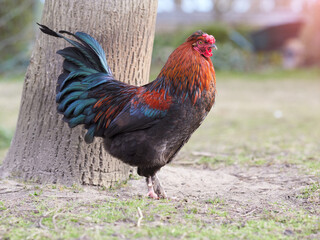 Red brown colorful rooster next to tree in garden