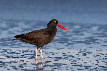 Black oystercatcher