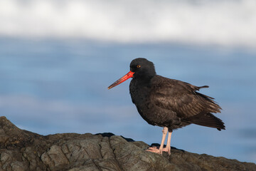 Black oystercatcher